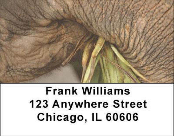 Elephants Up Close and Personal Address Labels