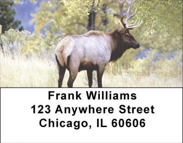 Elk in the High Country Address Labels