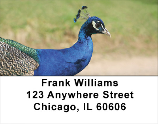Peacock Pride Address Labels