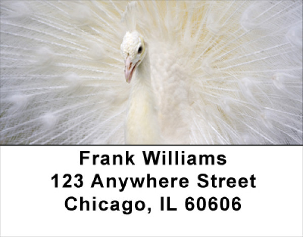 White Peacock Address Labels | LBANJ-55