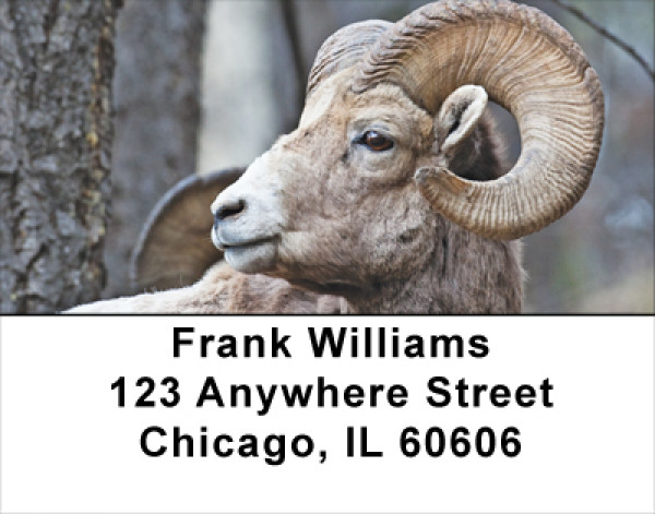 Big Horn Sheep Address Labels | LBANJ-66