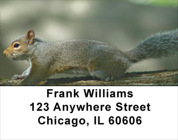 Squirrel Antics Address Labels | LBANJ-73
