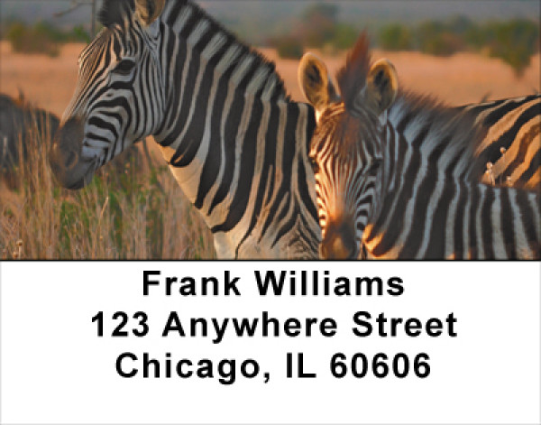 Zebras At Sunset Address Labels | LBANJ-95