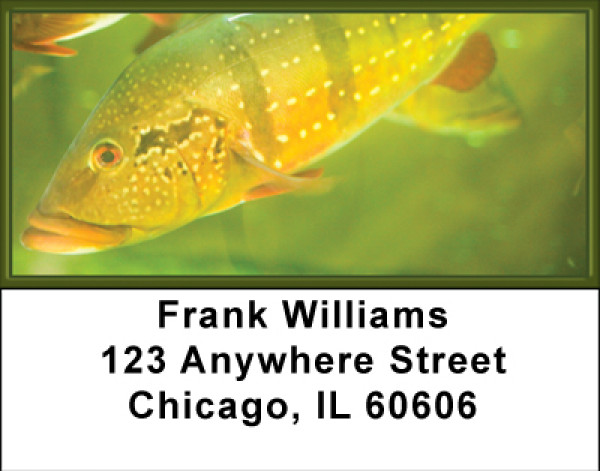 Fish Splender Address Labels