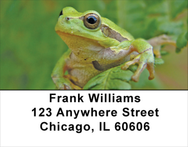 Fern Frogs Address Labels | LBNAT-45