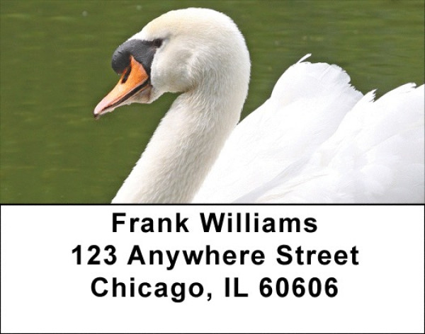 Swans A Swimming Address Labels
