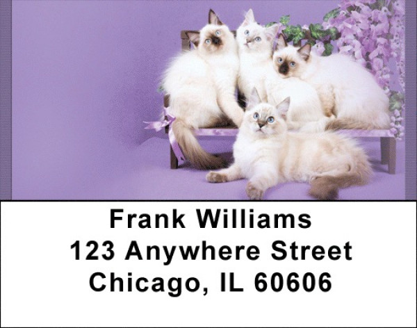 Feline Fancy Address Labels | LBQBA-88