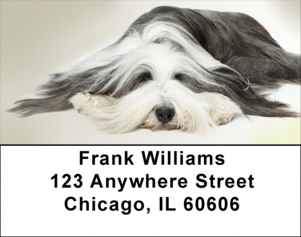 Long Haired Collie Address Labels | LBQBB-44