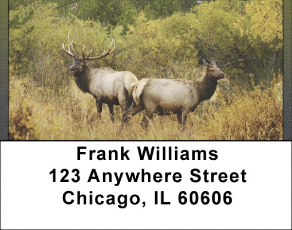 Rocky Mountain Elk In Fall Address Labels | LBQBC-24
