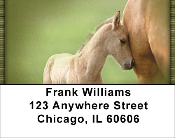 Foals And Mares Address Labels
