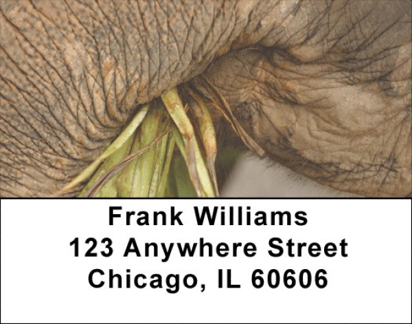 Elephants Up Close and Personal Address Labels