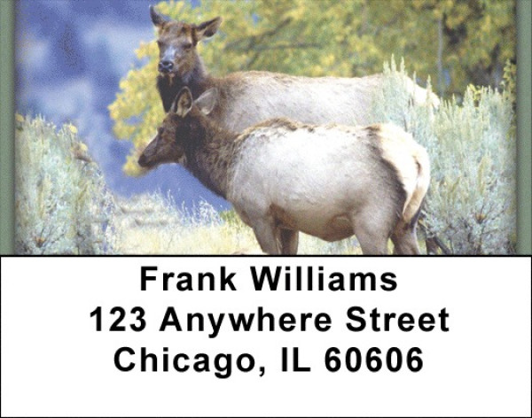 Elk in the High Country Address Labels | LBZANI-72