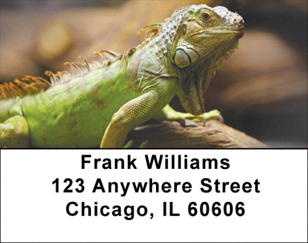 Iguana Be Cool Address Labels