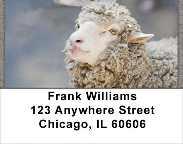 Counting Sheep Address Labels
