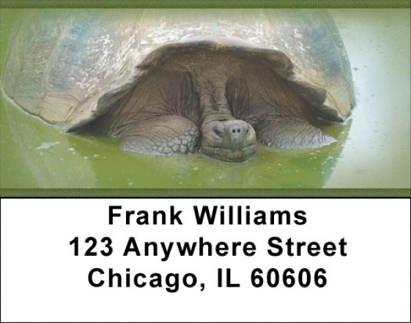 Giant Turtles Address Labels | LBZANJ-84