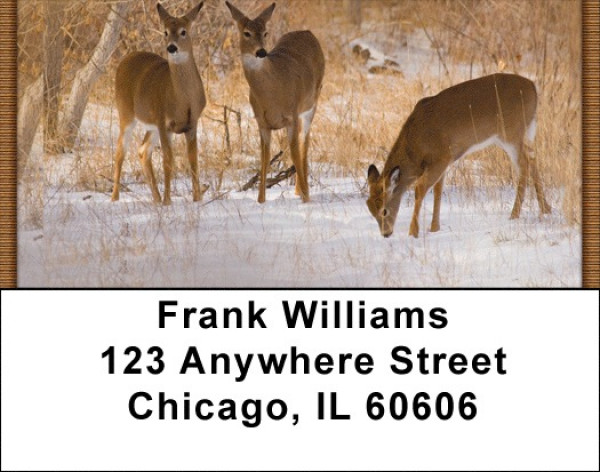 Whitetail Deer Address Labels | LBZANK-30
