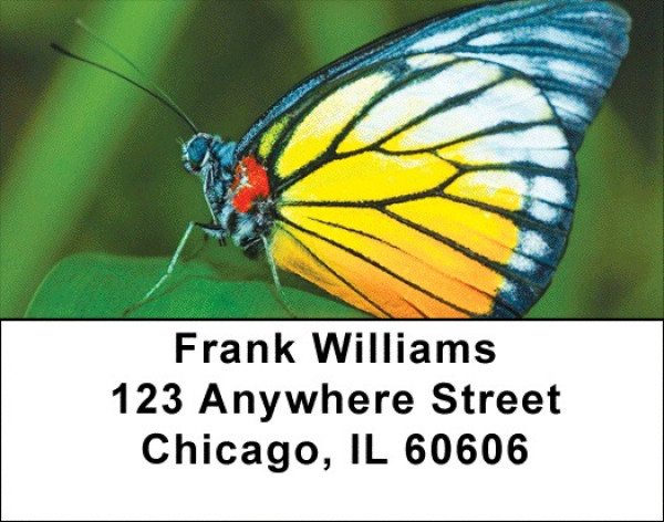 Butterfly Bonanza Address Labels
