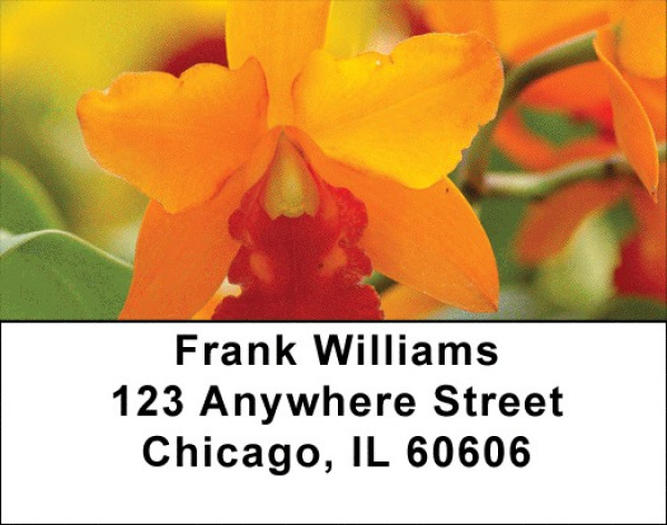 Colors On Fire Address Labels