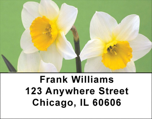 Dreamy Daffodils Address Labels